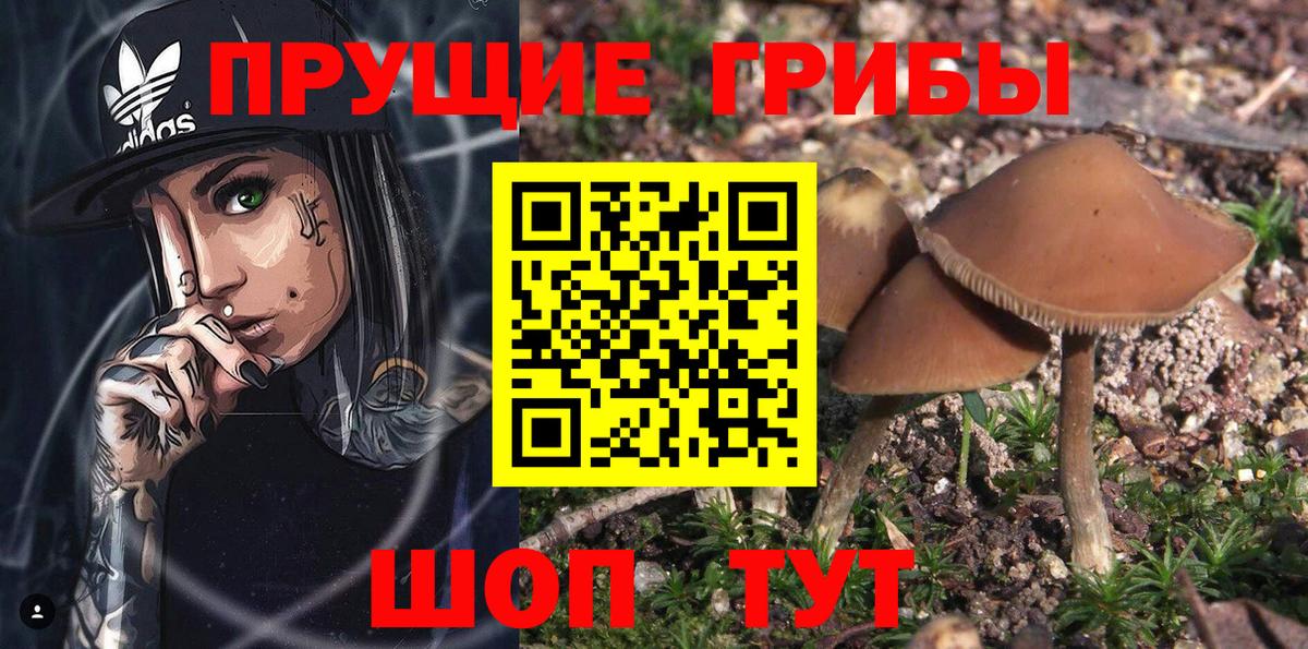 Псилоцибиновые грибы мицелий Ижевск